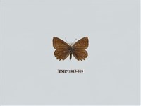 藏品(小灰蝶科)的圖片